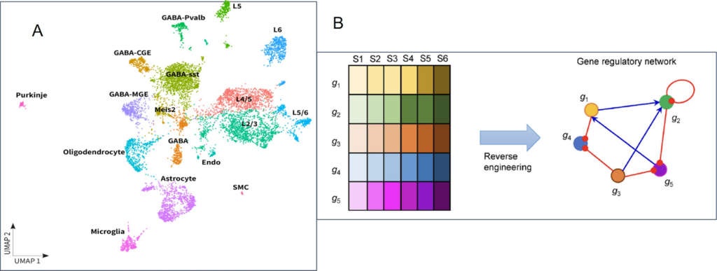 ScRNA-Seq enables examination of cell heterogeneity within a tissue