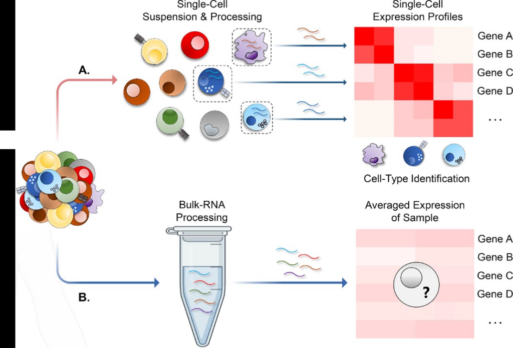 Bulk sequencing vs single cell sequencing