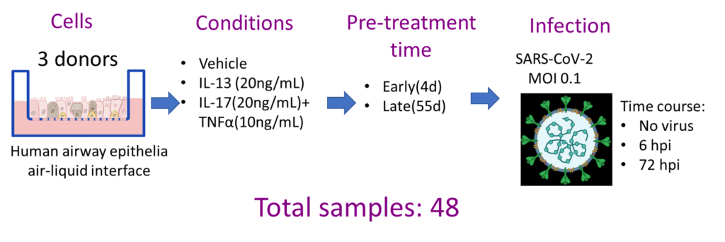 Study design: airways epithelial cells from 3 patients were cultured with different cytokines and then infected with SARS-Cov-2 virus.