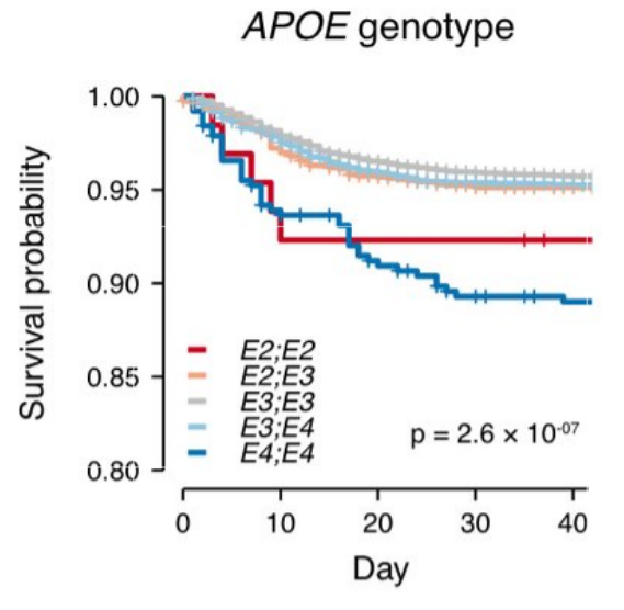 Chart of survival probability of Covid patients by their APOE genotype.