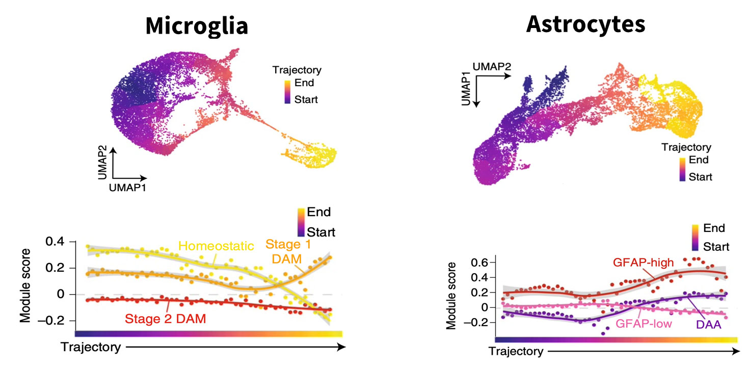 Two graphs show genes associated with disease progression changing with time. 