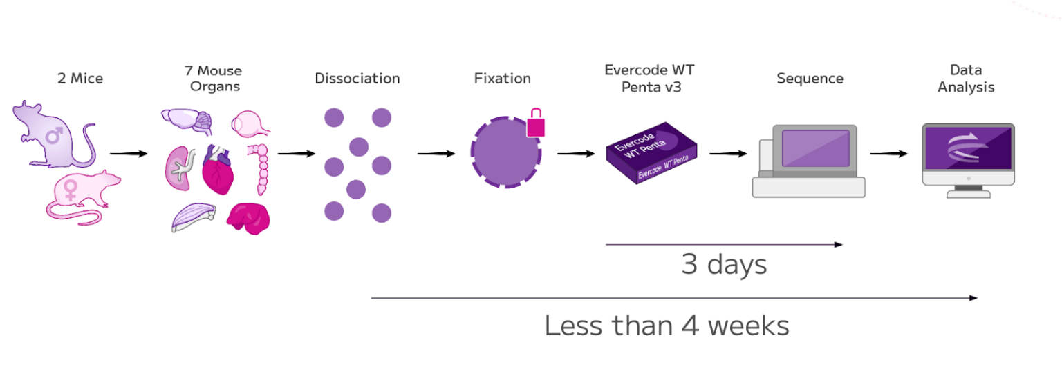 5 Million Mouse Single Cell Atlas from 7 Tissues - Parse Biosciences
